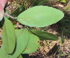 Salacia kraussii