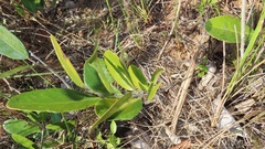 Salacia kraussii