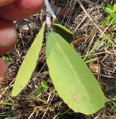 Salacia kraussii