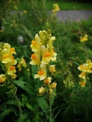 Linaria vulgaris