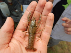 Procambarus simulans