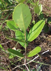 Salacia kraussii