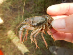 Procambarus simulans