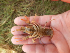 Procambarus simulans