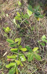 Salacia kraussii
