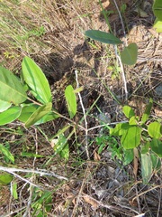 Salacia kraussii