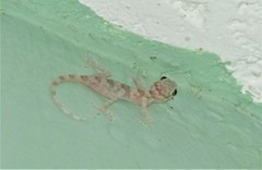 Ptyodactylus hasselquistii