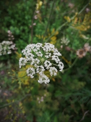 Angiospermae