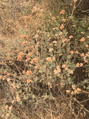 Eriogonum cinereum