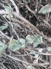 Eriogonum cinereum