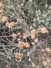 Eriogonum cinereum