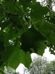 Acer platanoides