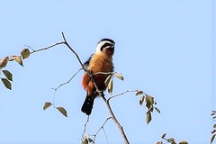 Microhierax caerulescens