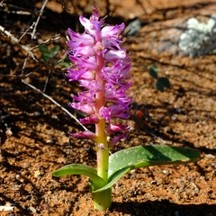 Lachenalia splendida