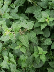 Urtica dioica
