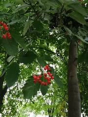 Aria edulis