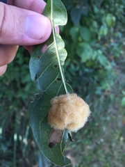 Neuroterus laurifoliae
