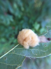 Neuroterus laurifoliae