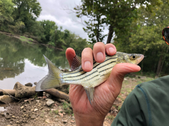 Morone mississippiensis