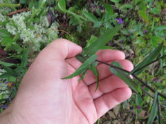 Symphyotrichum laeve concinnum