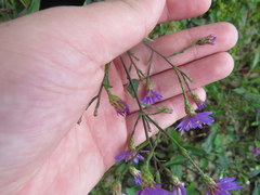 Symphyotrichum laeve concinnum