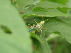 Hesperotettix viridis