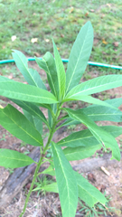 Asclepias curassavica