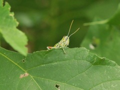 Hesperotettix viridis