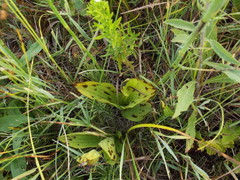Cypripedium candidum