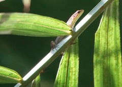 Eutropis rugifera
