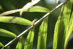 Eutropis rugifera