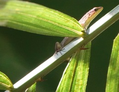 Eutropis rugifera