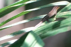 Eutropis rugifera