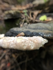 Fomitopsidaceae