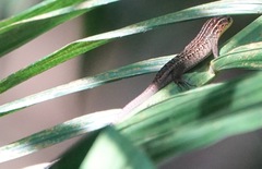 Eutropis rugifera