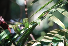 Eutropis rugifera