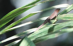 Eutropis rugifera