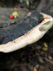 Fomitopsidaceae