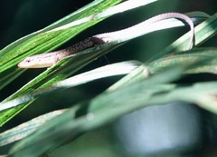 Eutropis rugifera