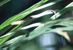 Eutropis rugifera
