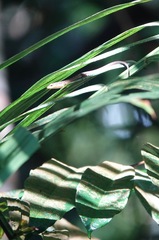 Eutropis rugifera