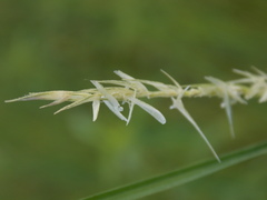 Sporobolus michauxianus