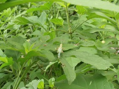 Hesperotettix viridis