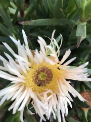 Anthelephila caerulea