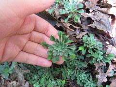 Antennaria virginica