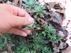 Antennaria virginica