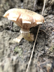 Armillaria mellea