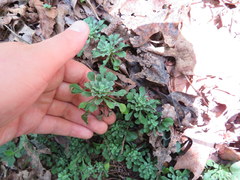 Antennaria virginica
