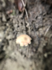Armillaria mellea