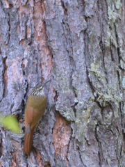 Lepidocolaptes leucogaster